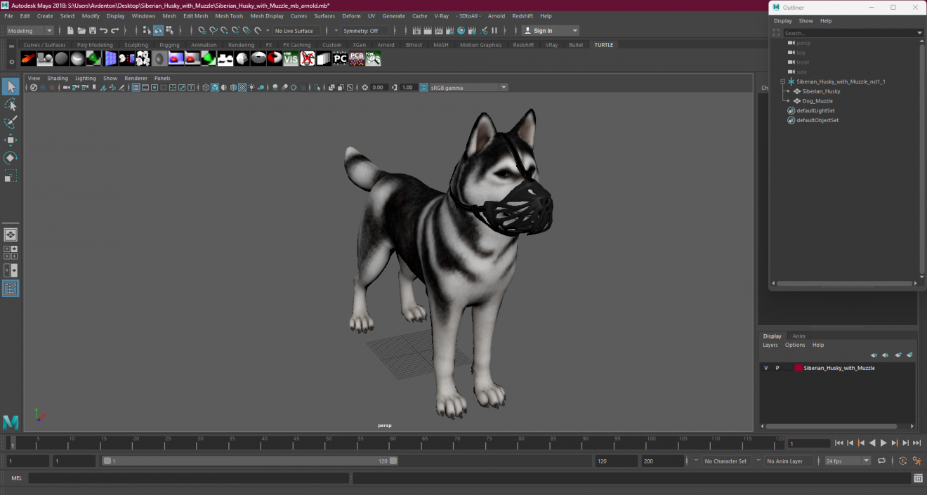 3D Siberian Husky with Muzzle 2 model