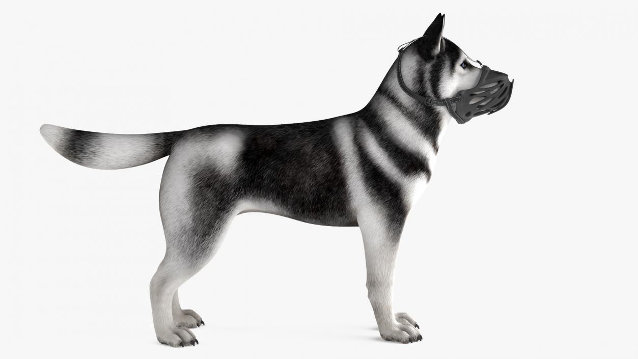 3D Siberian Husky with Muzzle 2 model