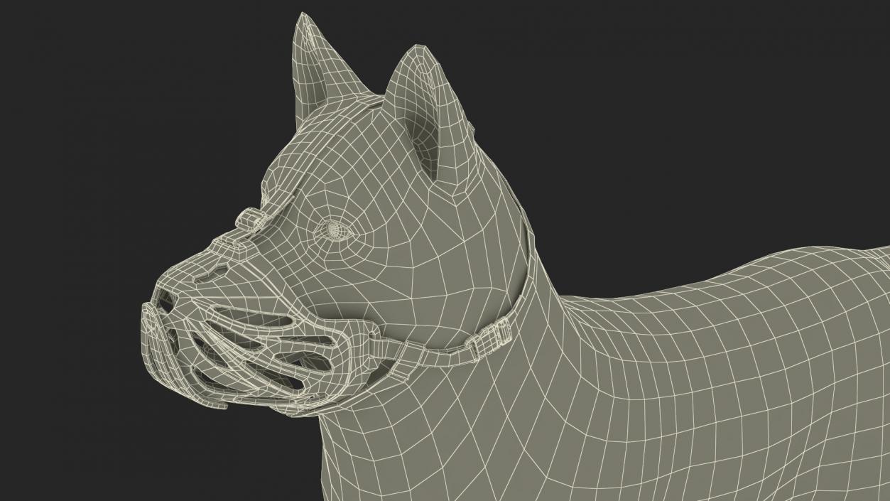 3D Siberian Husky with Muzzle 2 model