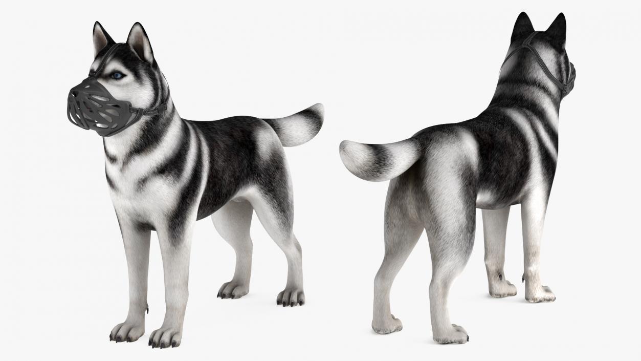 3D Siberian Husky with Muzzle 2 model