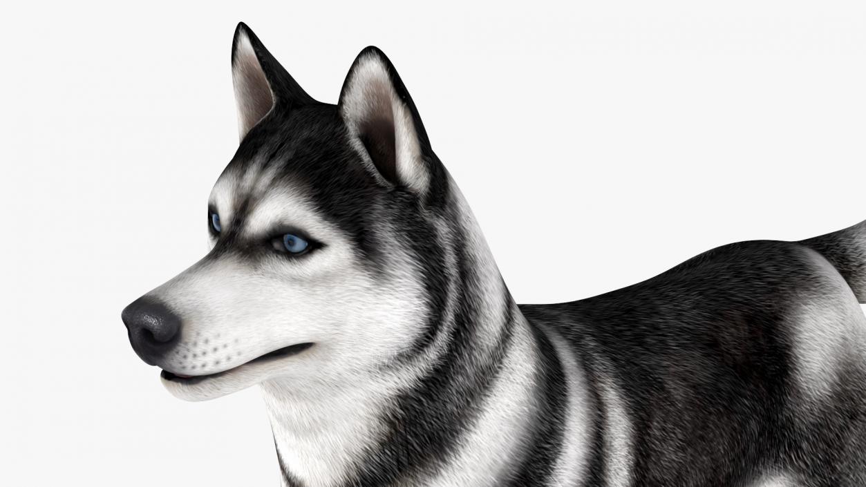 3D Siberian Husky with Muzzle 2 model