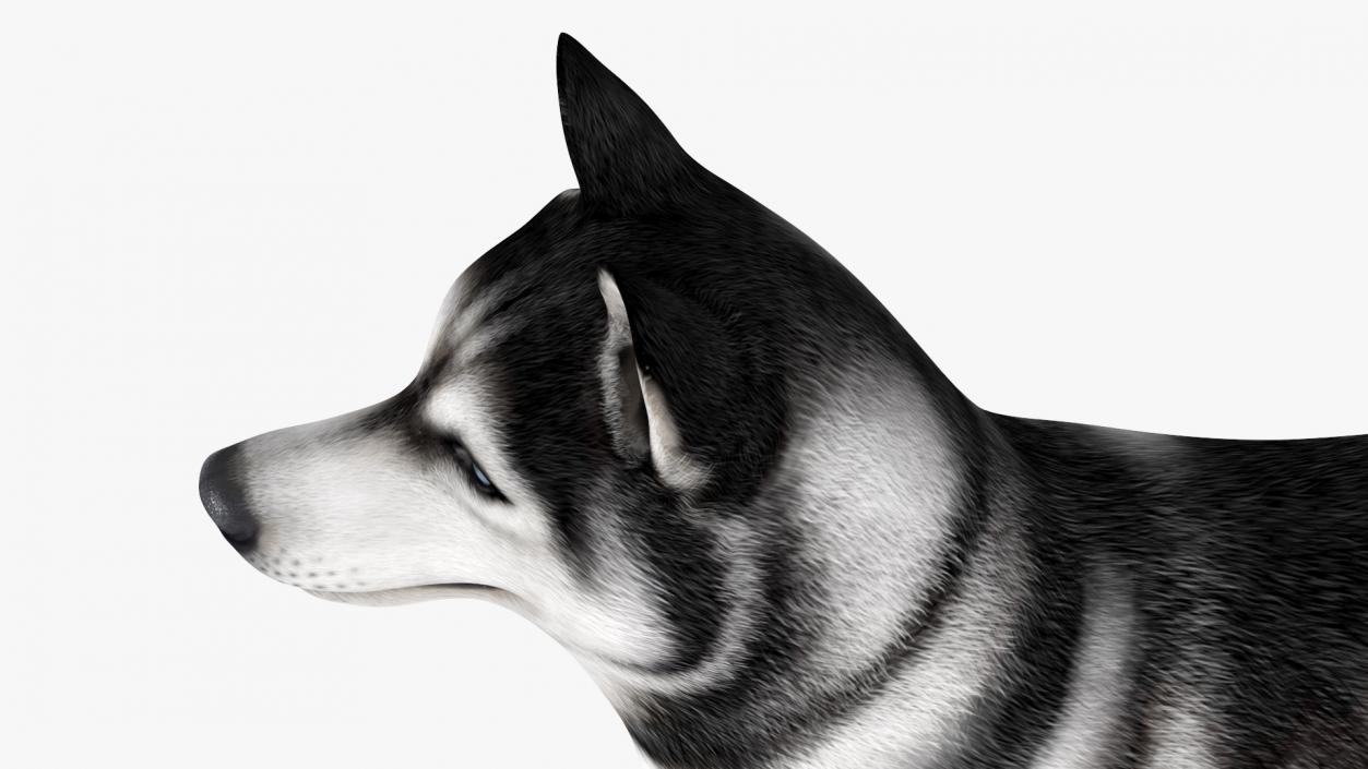 3D Siberian Husky with Muzzle 2 model