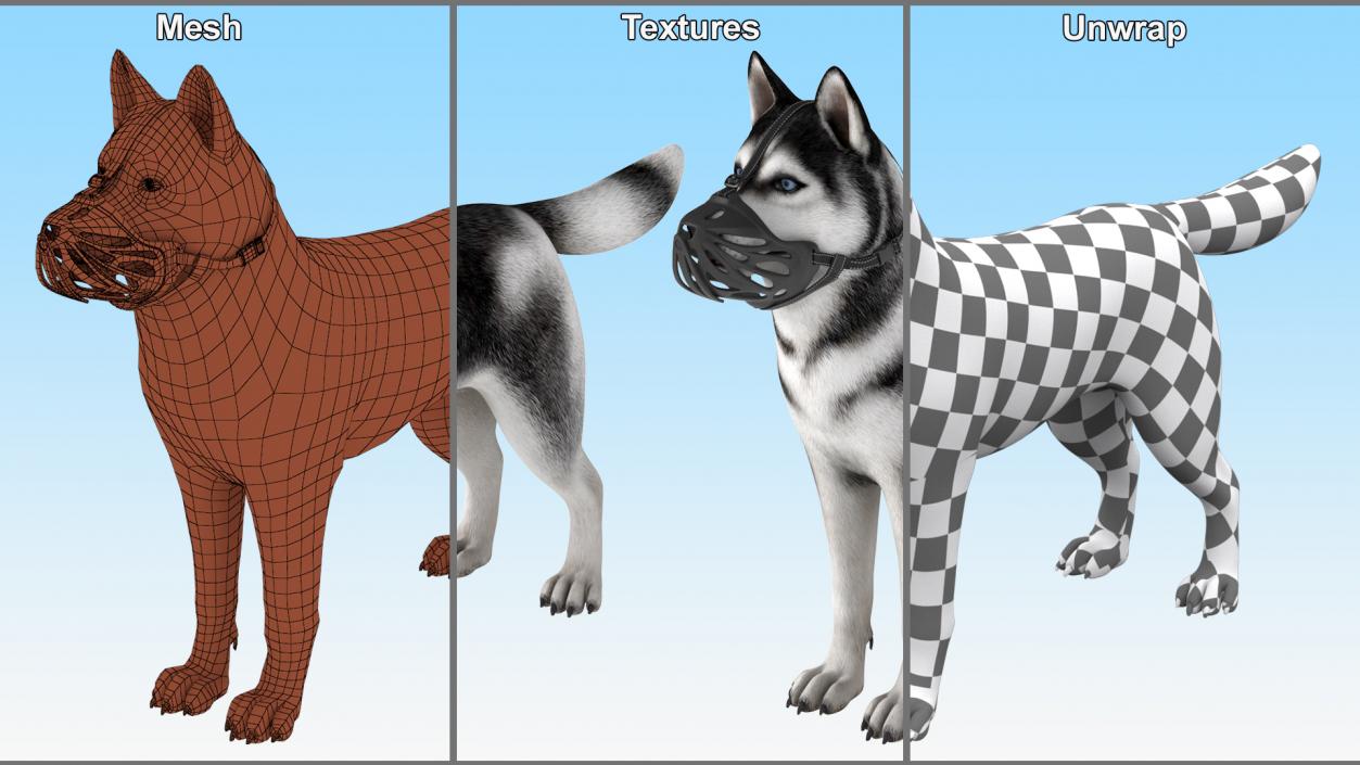 3D Siberian Husky with Muzzle 2 model