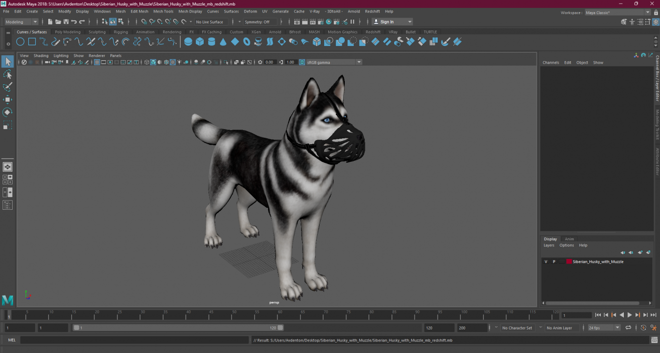 3D Siberian Husky with Muzzle 2 model