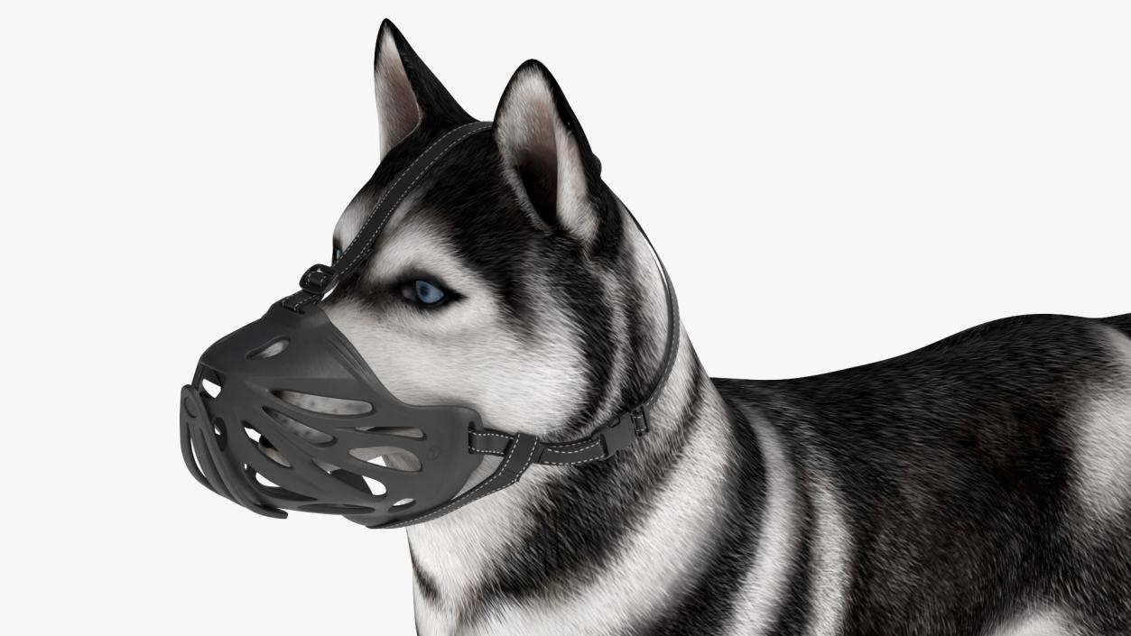 3D Siberian Husky with Muzzle 2 model