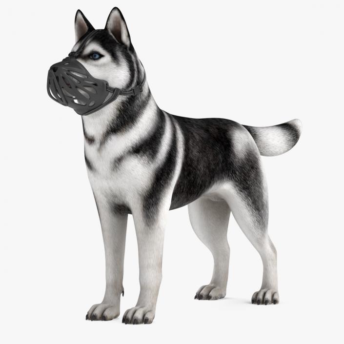 3D Siberian Husky with Muzzle 2 model