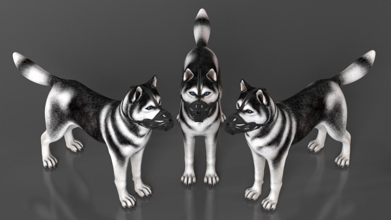 3D Siberian Husky with Muzzle 2 model