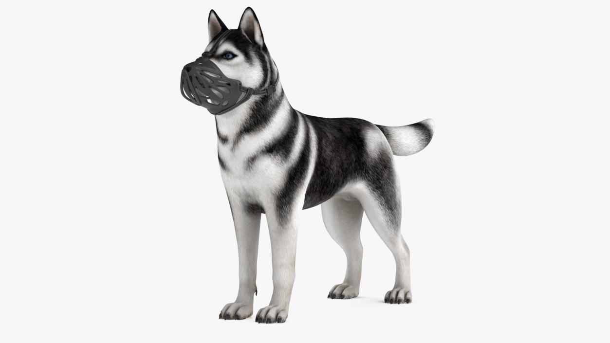 3D Siberian Husky with Muzzle 2 model