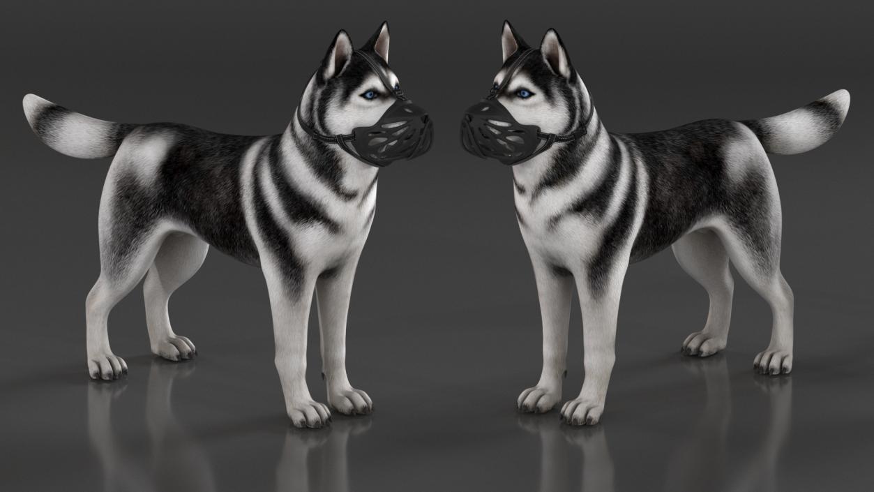 3D Siberian Husky with Muzzle 2 model