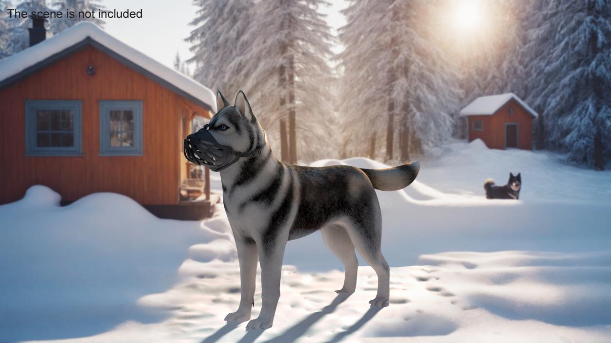 3D Siberian Husky with Muzzle 2 model