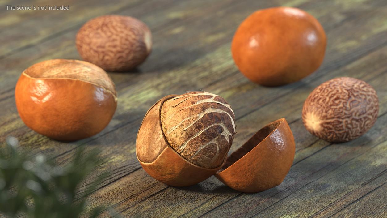 3D model Shea Nut Opened