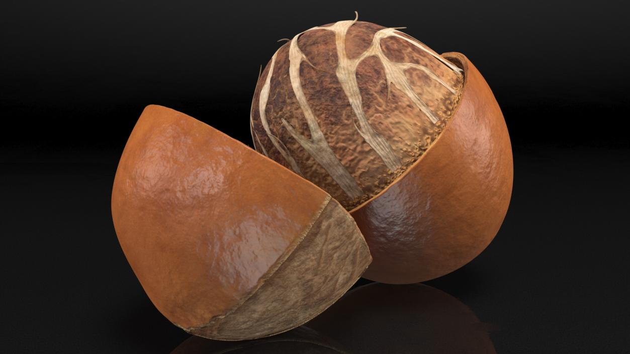 3D model Shea Nut Opened