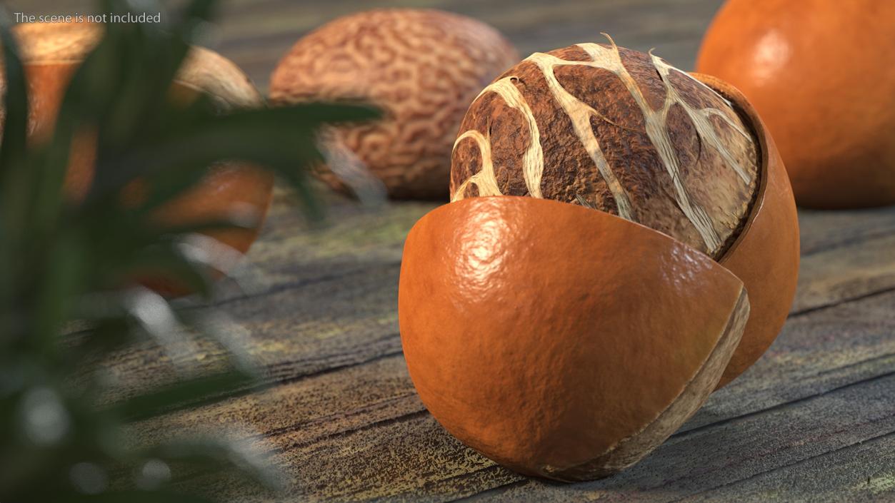 3D model Shea Nut Opened