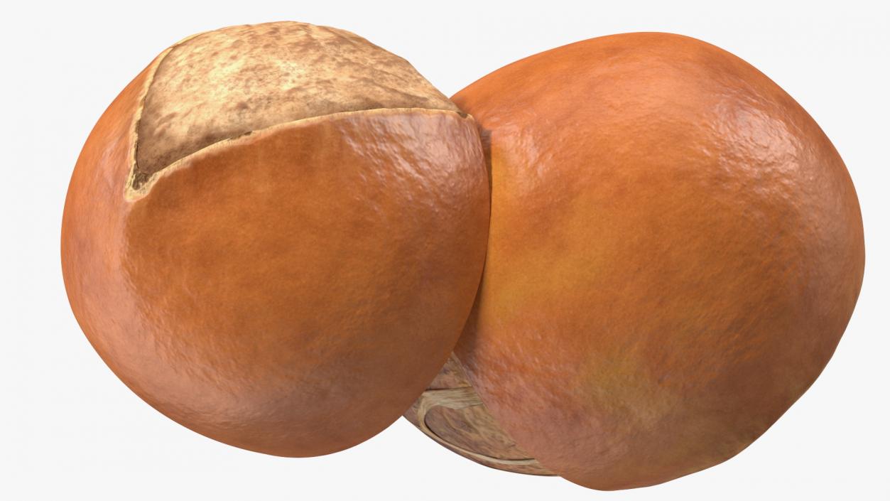 3D model Shea Nut Opened