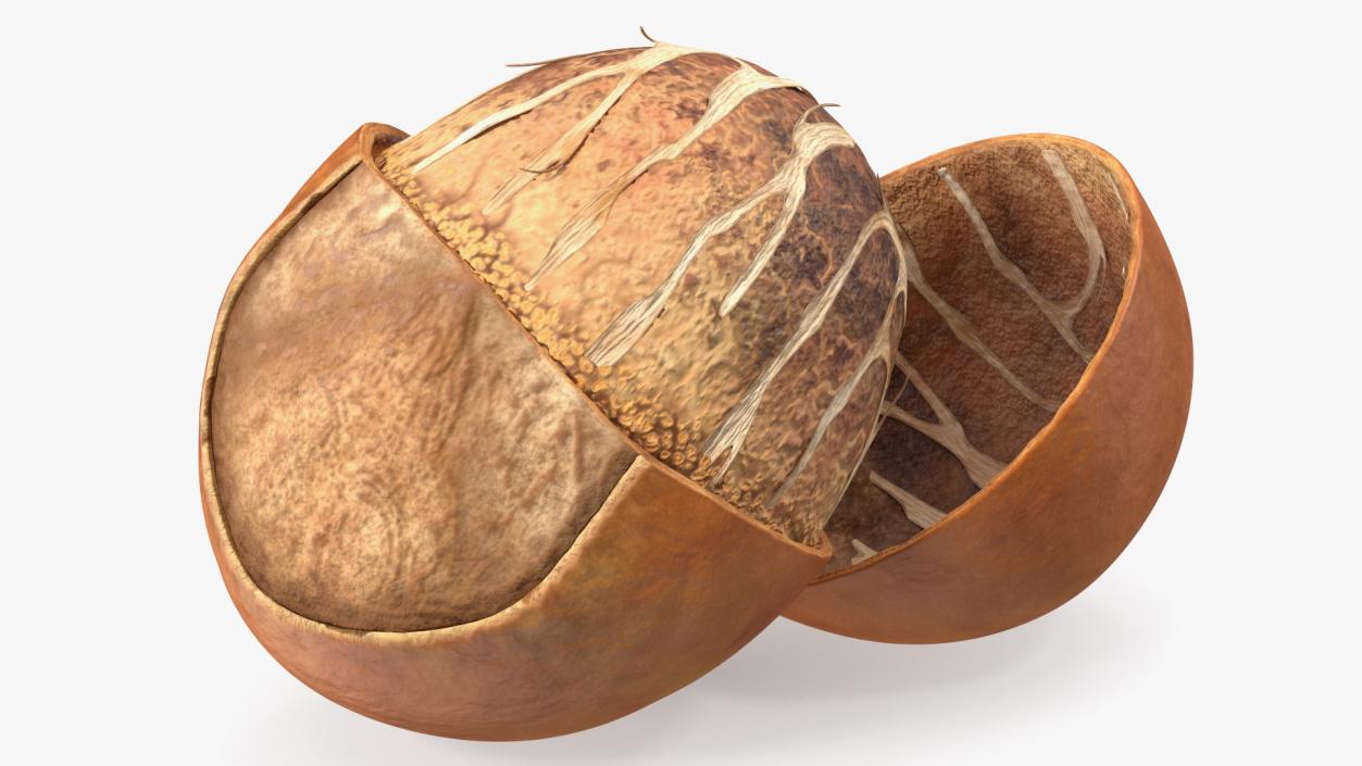 3D model Shea Nut Opened