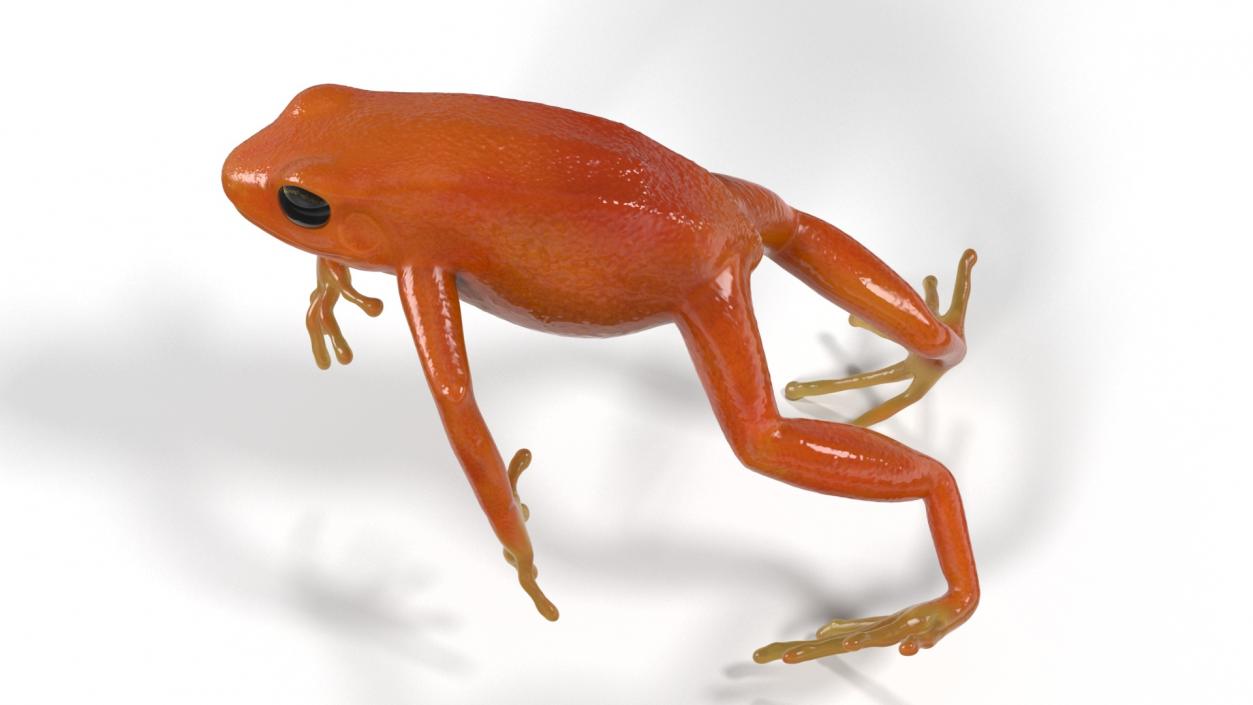 3D Mantella Frog Jumping