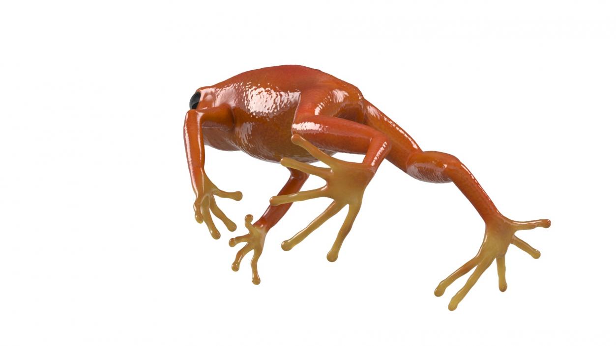 3D Mantella Frog Jumping