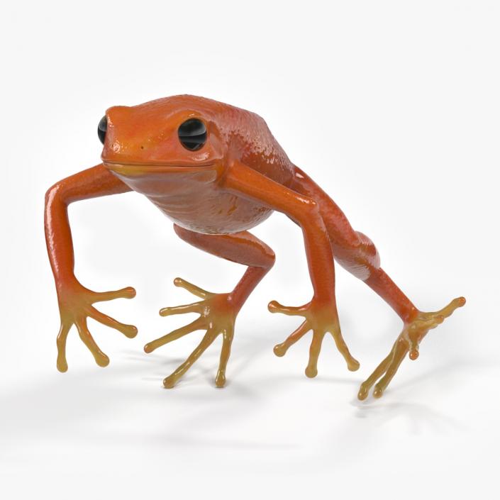 3D Mantella Frog Jumping