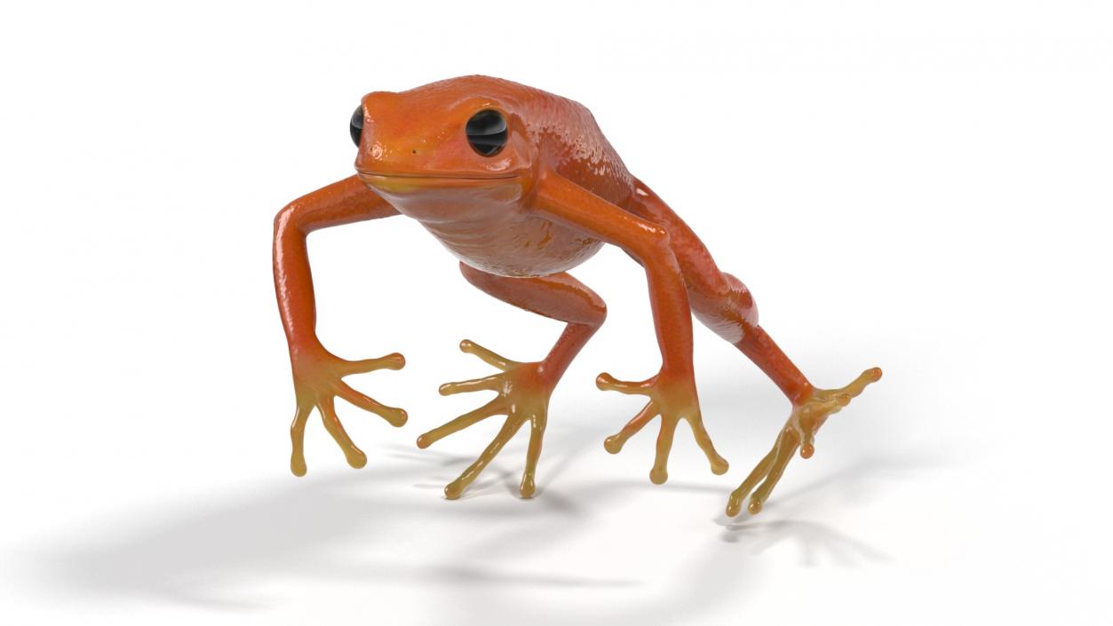 3D Mantella Frog Jumping