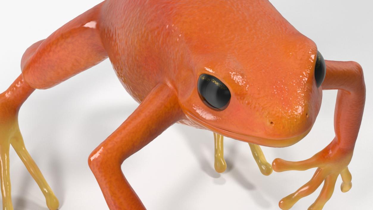 3D Mantella Frog Jumping