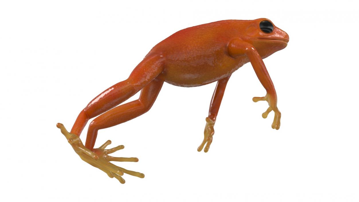 3D Mantella Frog Jumping