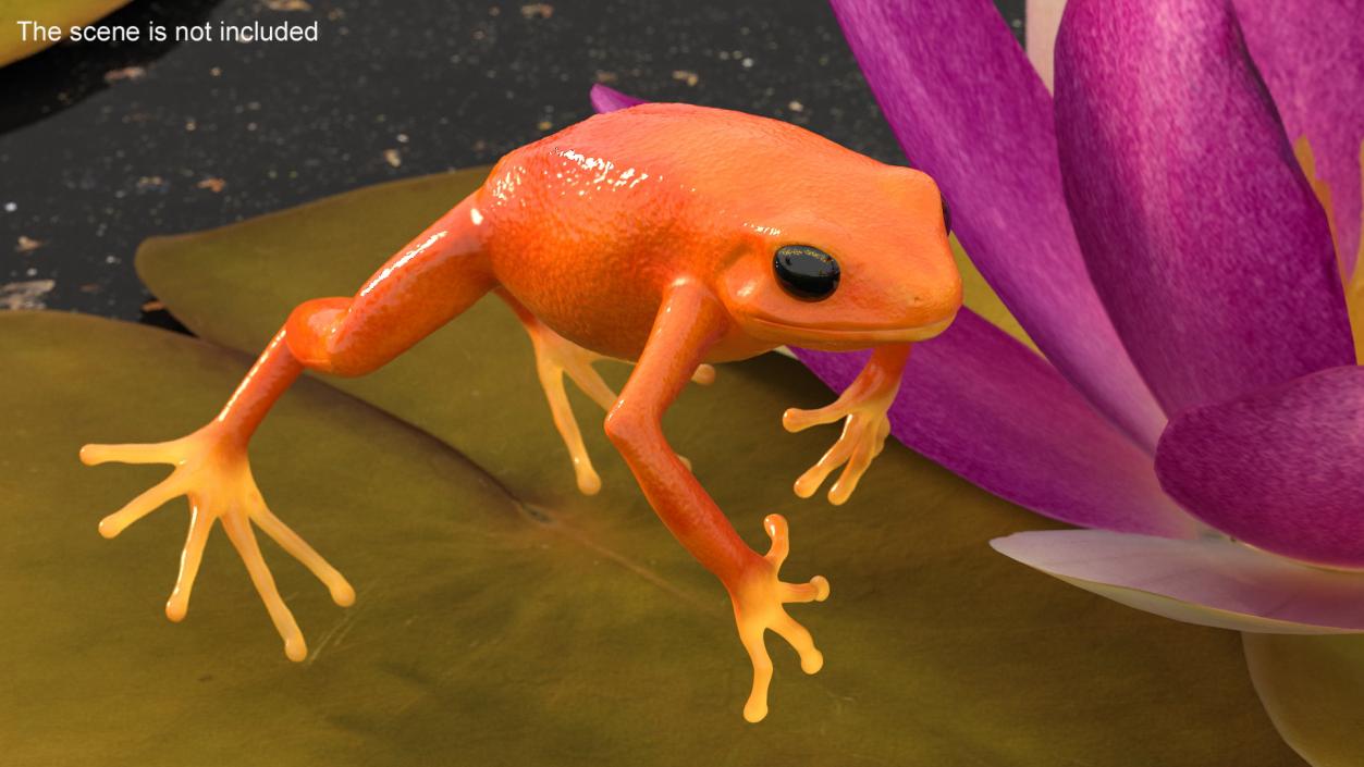 3D Mantella Frog Jumping