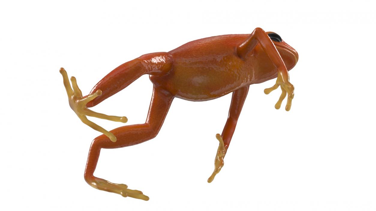 3D Mantella Frog Jumping