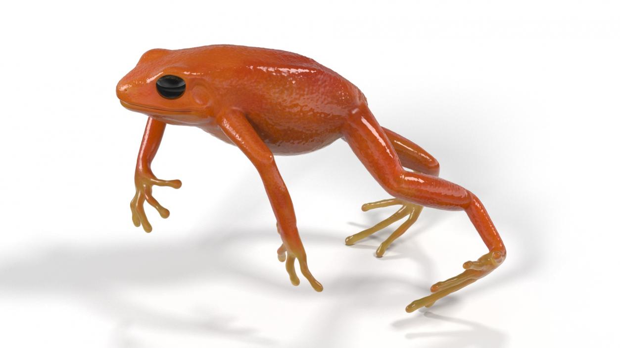 3D Mantella Frog Jumping