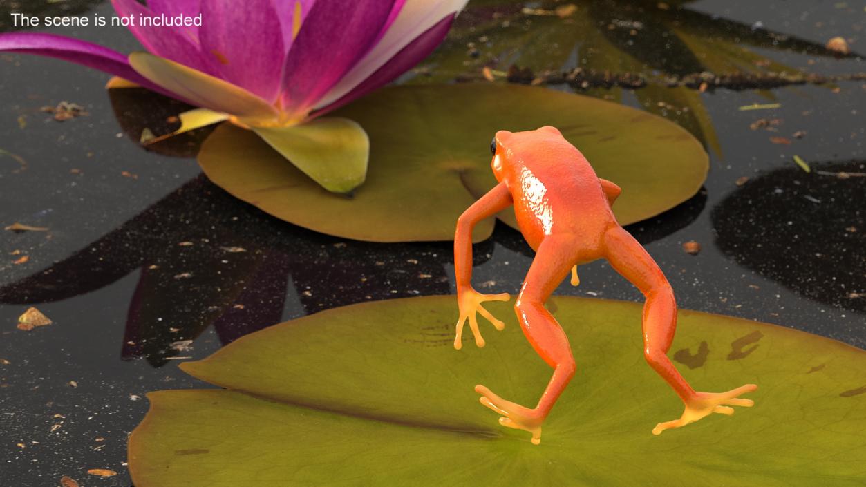 3D Mantella Frog Jumping