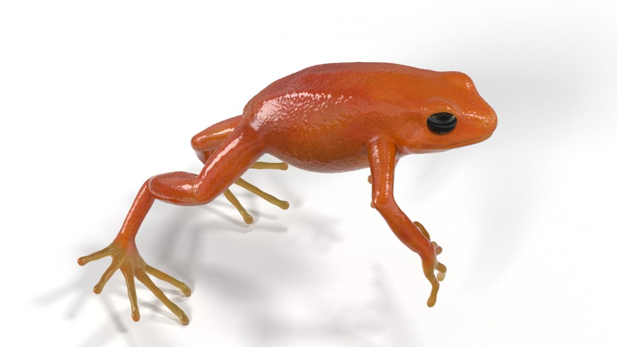 3D Mantella Frog Jumping