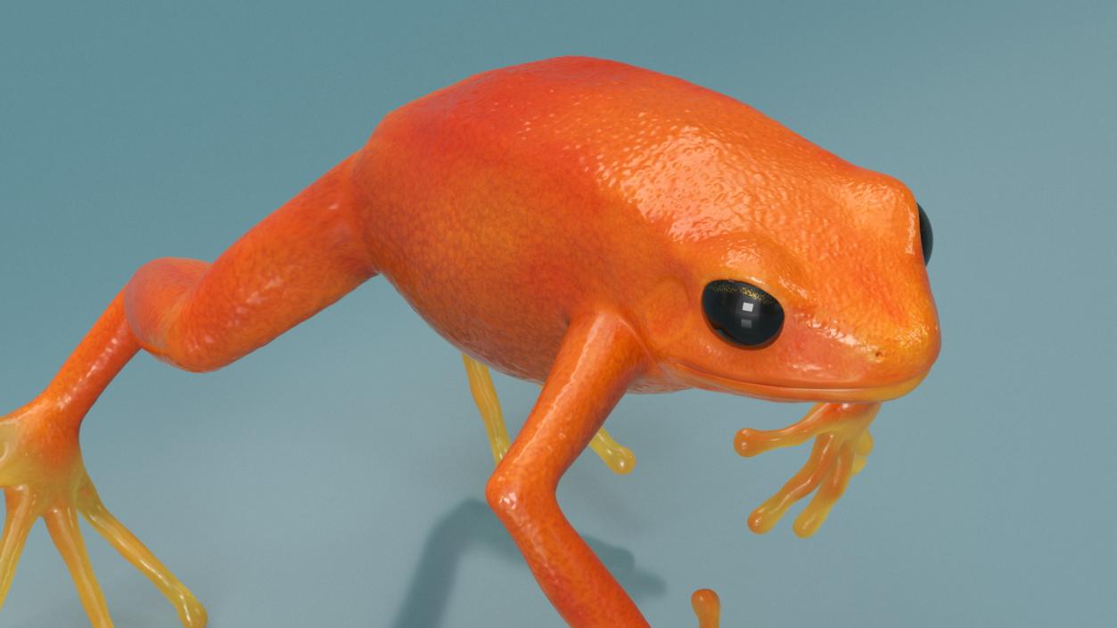 3D Mantella Frog Jumping