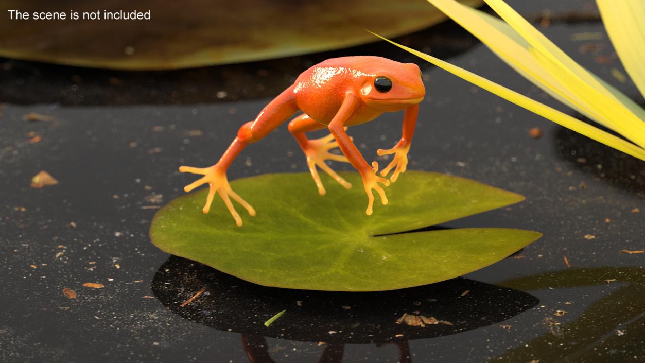 3D Mantella Frog Jumping