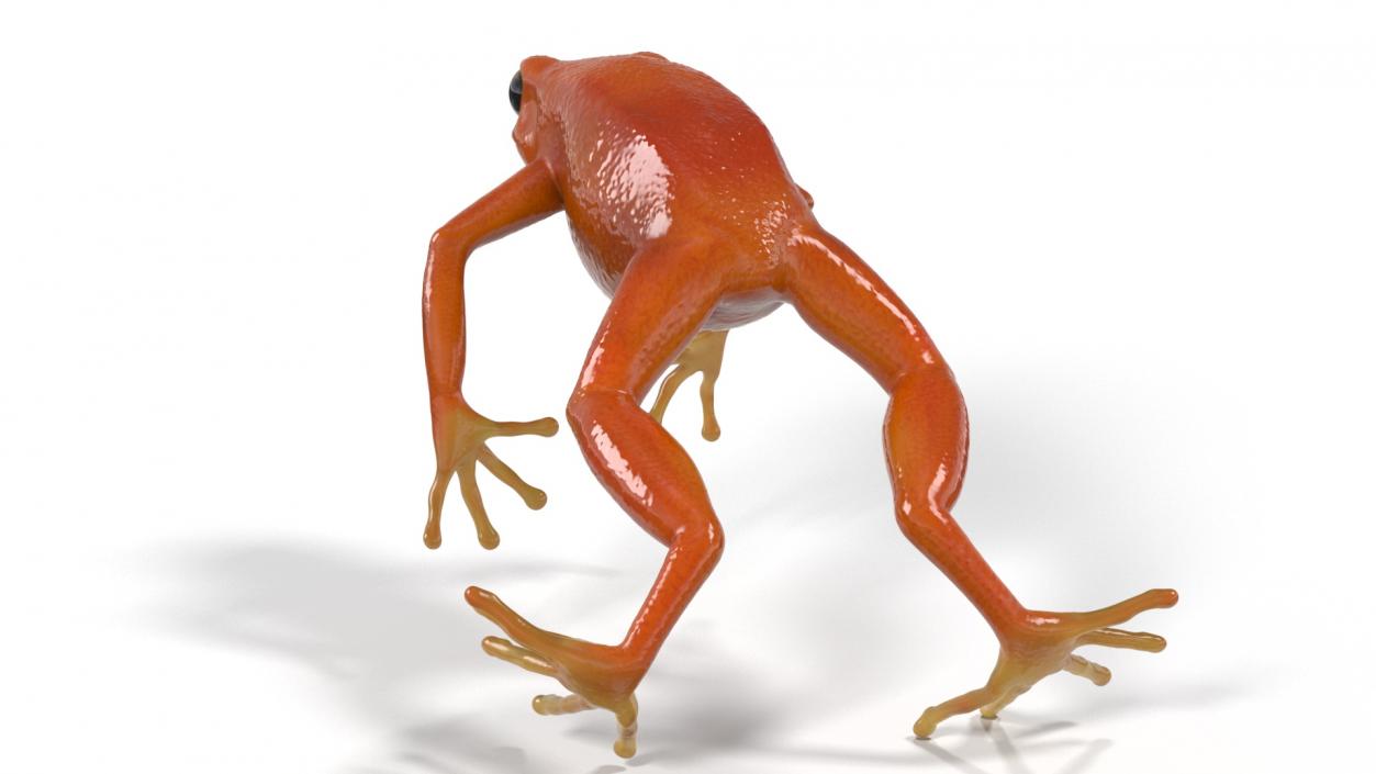 3D Mantella Frog Jumping