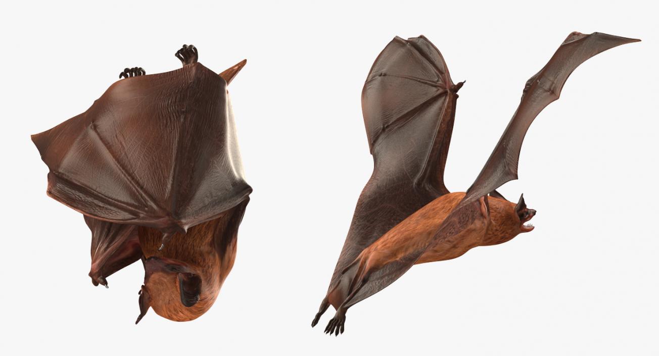 3D model Bat Rigged