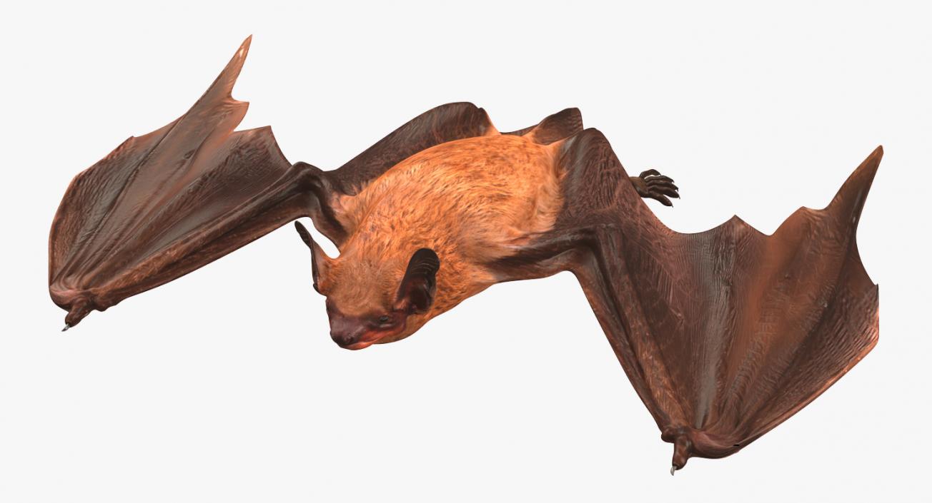 3D model Bat Rigged