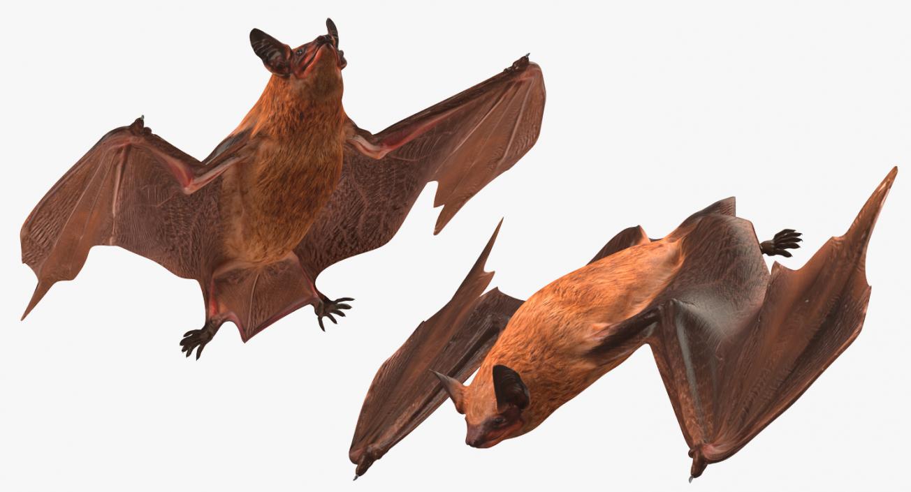 3D model Bat Rigged