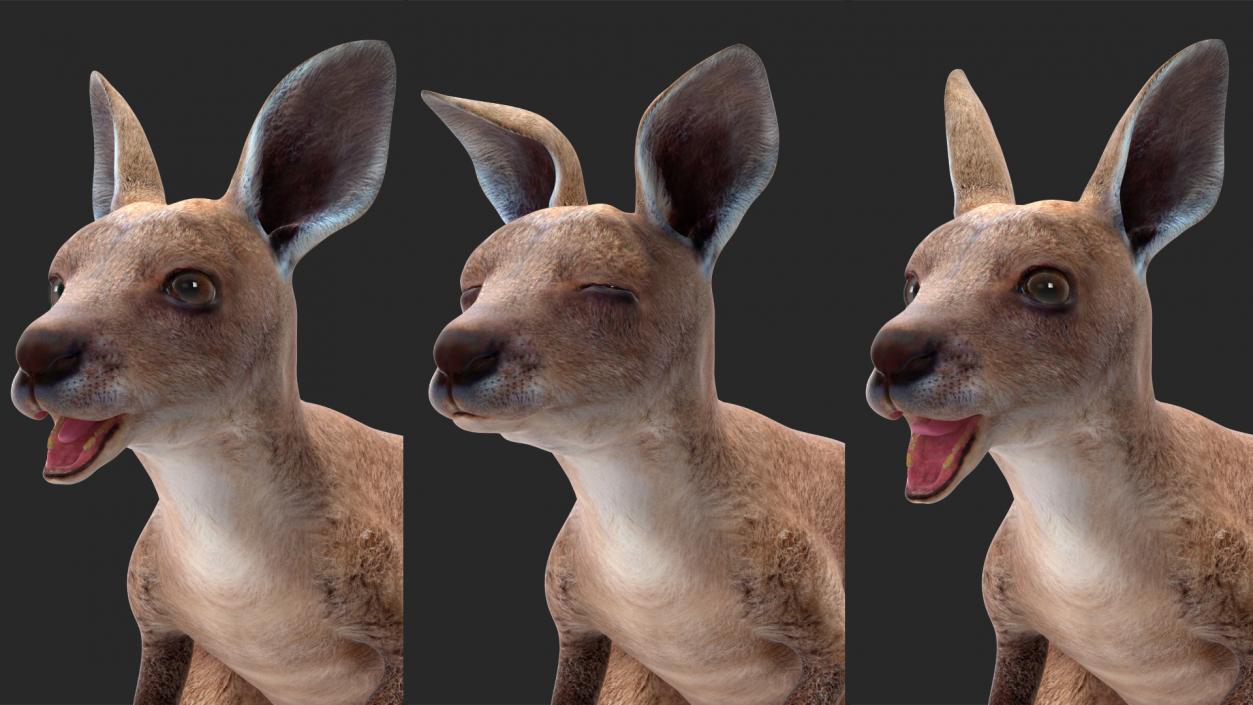 Baby Kangaroo Rigged for Maya 3D model