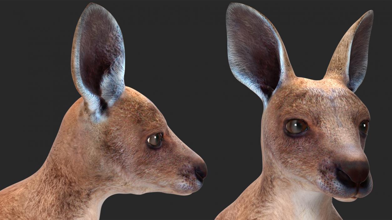 Baby Kangaroo Rigged for Maya 3D model