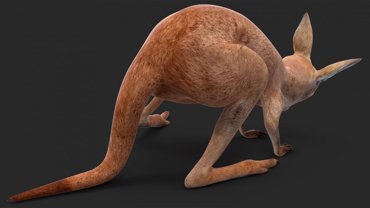 Baby Kangaroo Rigged for Maya 3D model