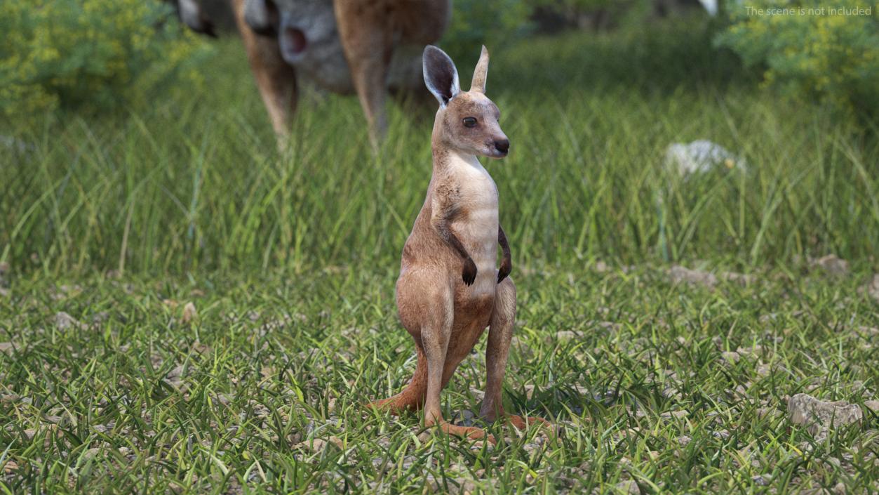 Baby Kangaroo Rigged for Maya 3D model