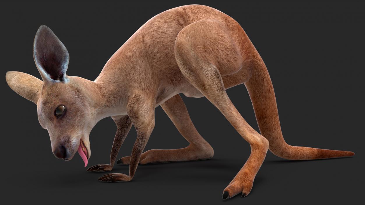 Baby Kangaroo Rigged for Maya 3D model