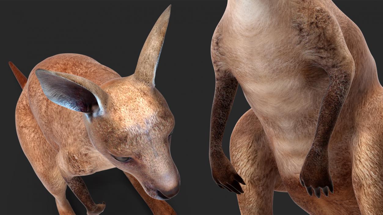 Baby Kangaroo Rigged for Maya 3D model