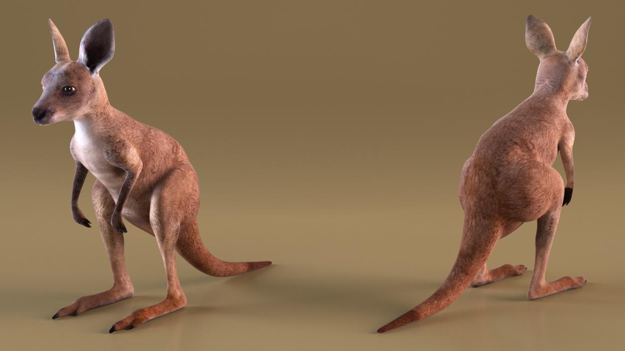 Baby Kangaroo Rigged for Maya 3D model