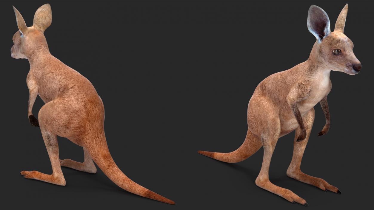 Baby Kangaroo Rigged for Maya 3D model