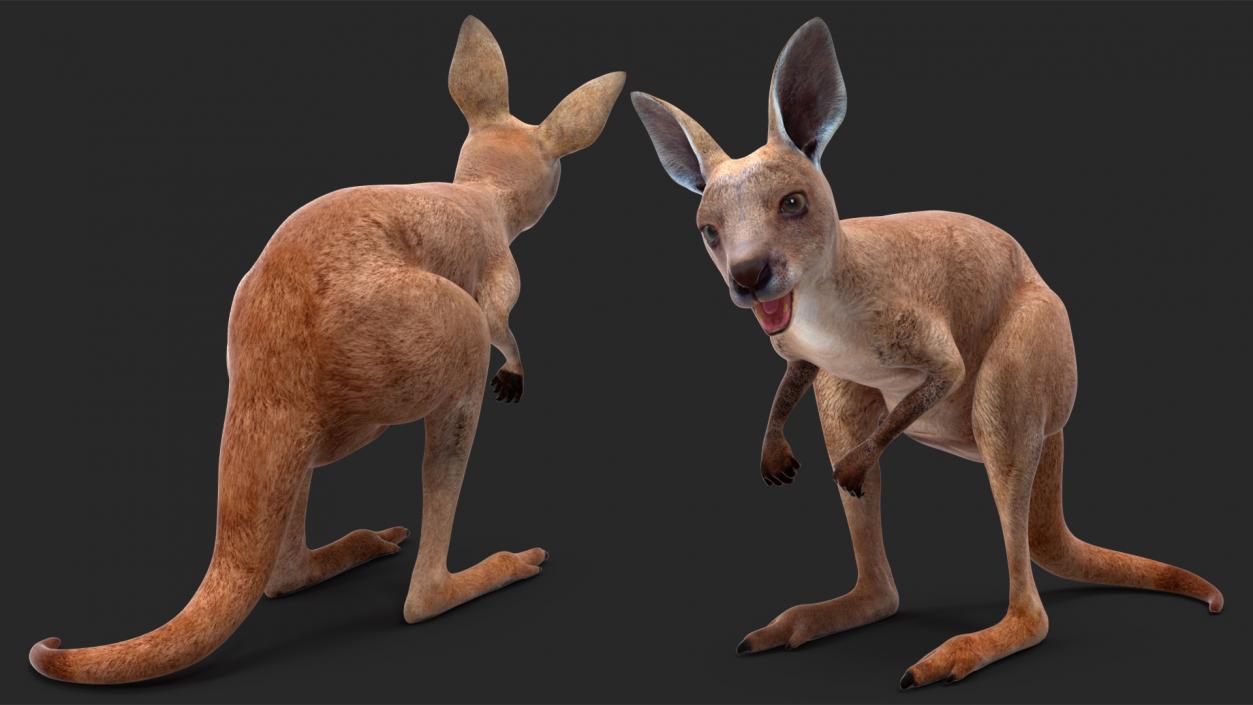 Baby Kangaroo Rigged for Maya 3D model