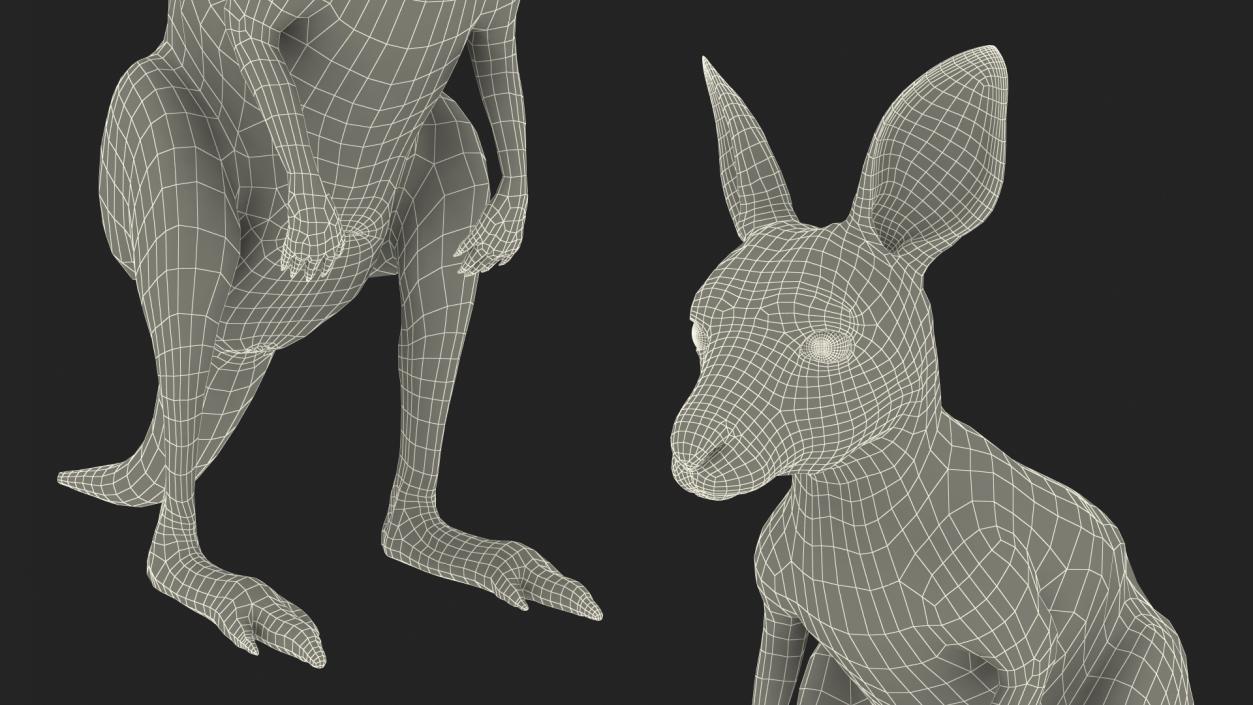 Baby Kangaroo Rigged for Maya 3D model