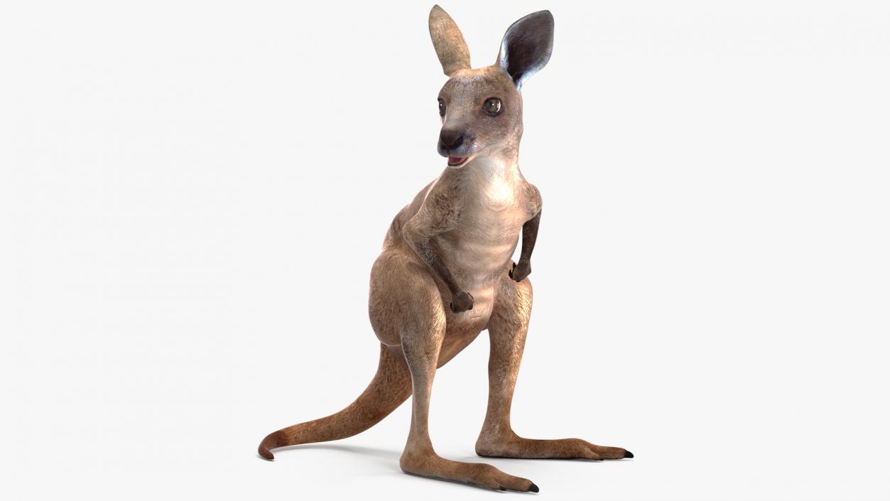 Baby Kangaroo Rigged for Maya 3D model