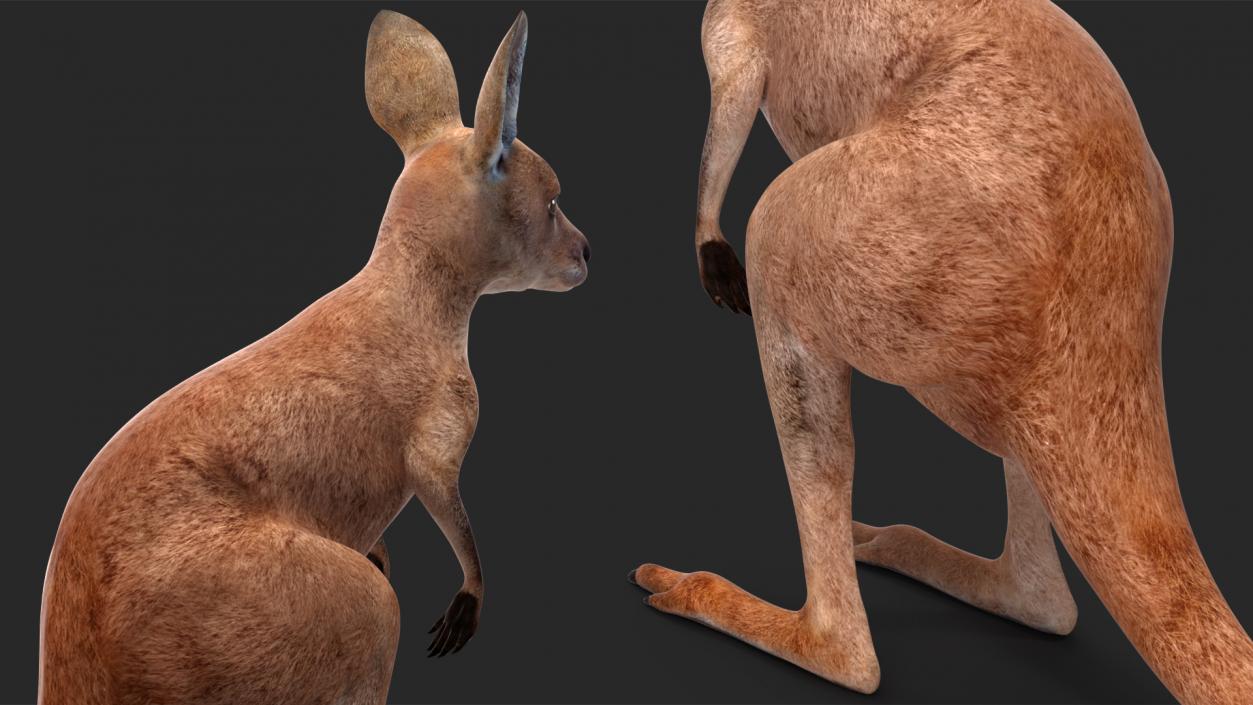 Baby Kangaroo Rigged for Maya 3D model