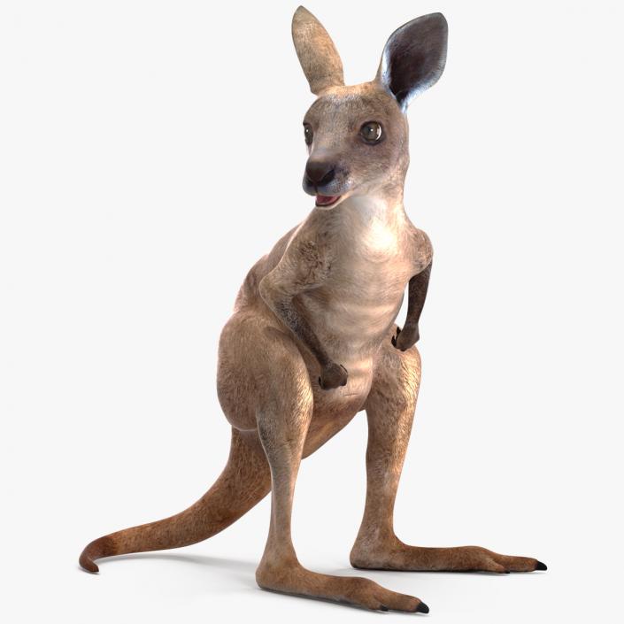 Baby Kangaroo Rigged for Maya 3D model