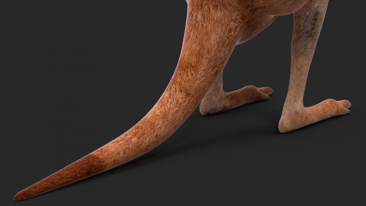 Baby Kangaroo Rigged for Maya 3D model